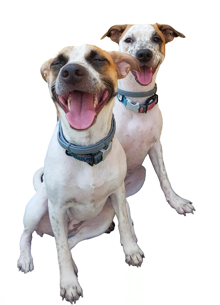 pets thais