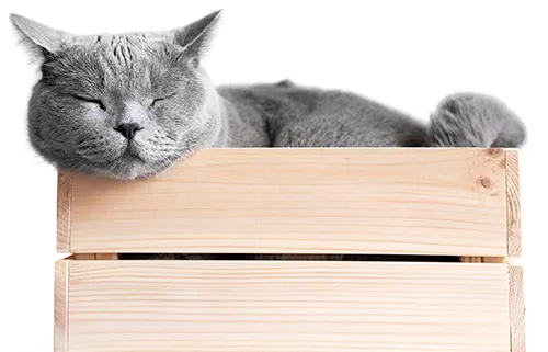 revista Vértice cat
